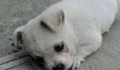 流浪狗每天趴在井盖旁边流泪,甚是奇怪,了解真相后让人很心疼