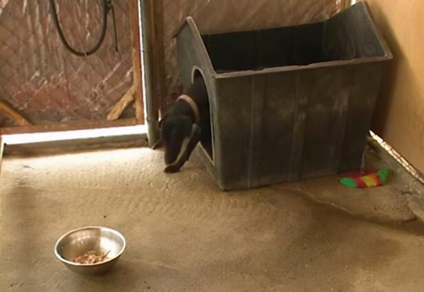 餐馆的后院拴了条黑狗,奶奶从狗贩子手中买下:来,跟我回家