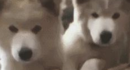 聪明的狗狗都是会耍的“小脾气”,你们家狗狗有没有?