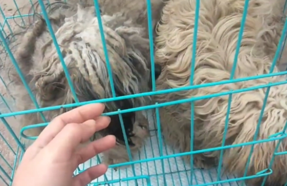 不仅对它们不管不顾,狗主还把泰迪卖狗肉馆