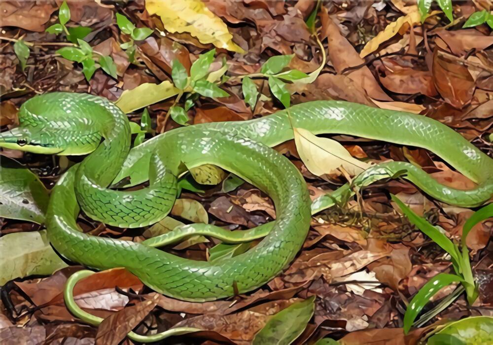 绿锦蛇身份信息