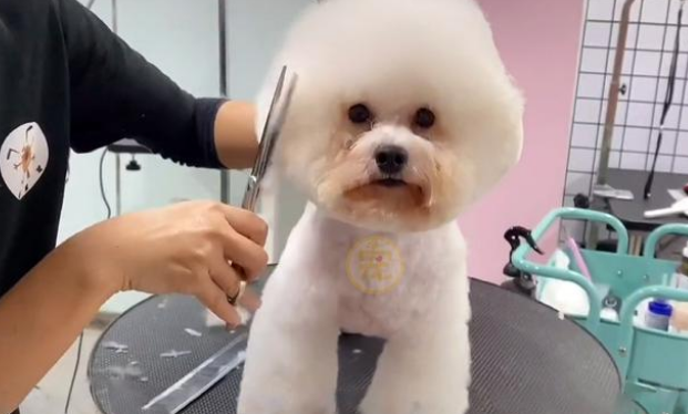 偶遇一只流浪狗,洗完澡颜值惊艳众人,凭实力收获铲屎官