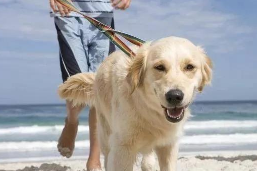 养犬新规实行,不文明养,不仅缺德还违法!
