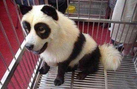 竟有人训练“陷阱狗”，专门诱拐你家狗卖到狗市，4种狗最易忽悠