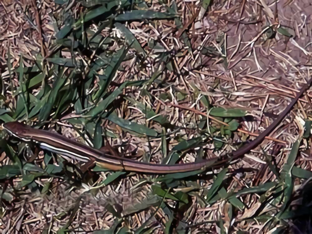 白条草蜥身份信息