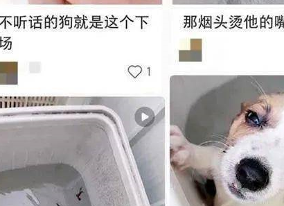小狗遭拔牙后被丢进洗衣机:定位商丘学院、该用户账号已注销