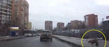 街头发生的感人一幕 竟是为了只流浪小狗