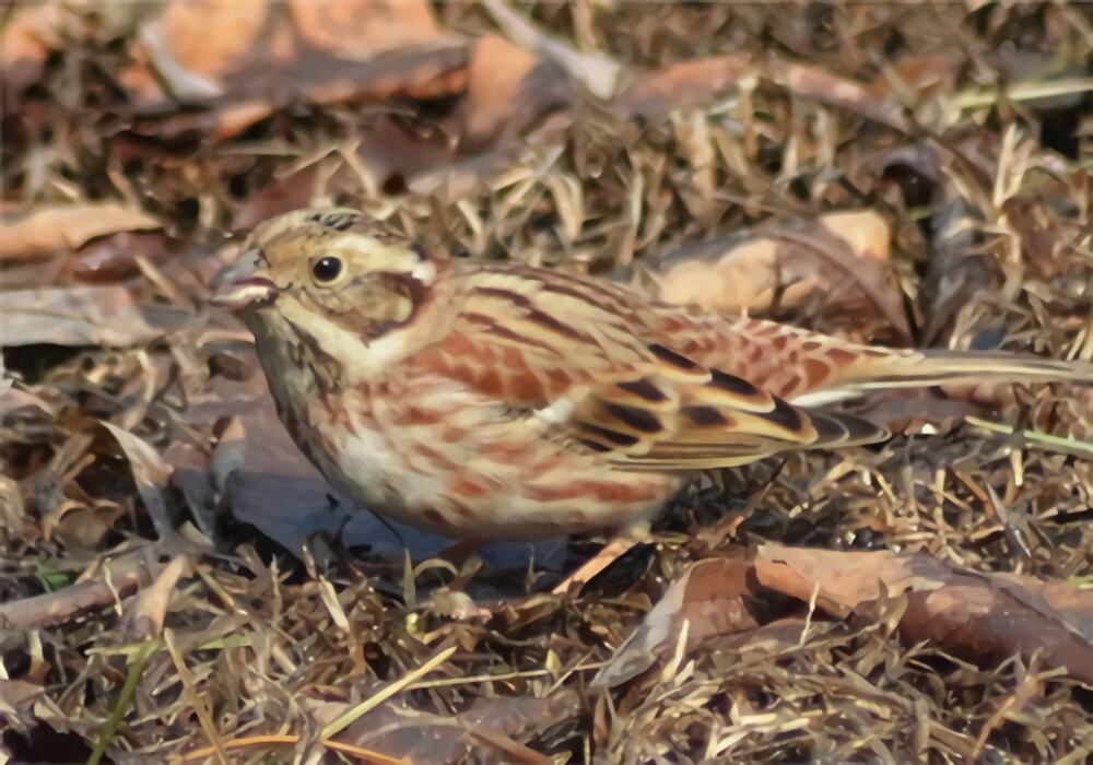 三道眉草鸟身份信息