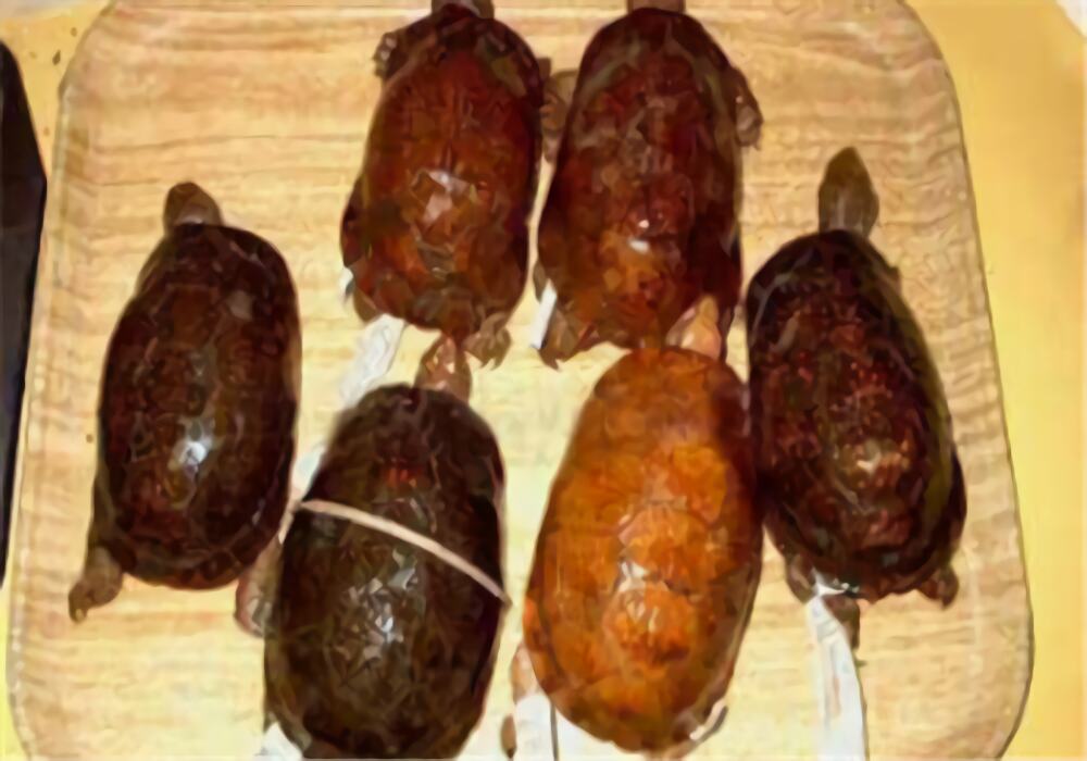 斑点箱龟身份信息