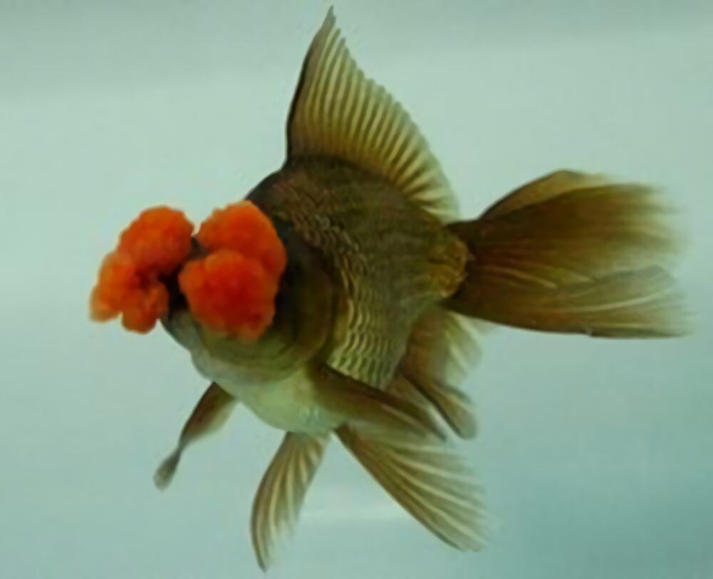 朱顶紫罗袍身份信息