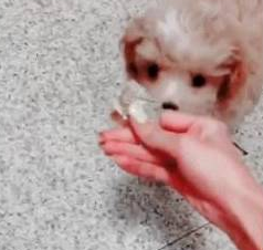 捡到一只流浪小泰迪,第二天就给了自己钱,网友:这狗应该叫旺财