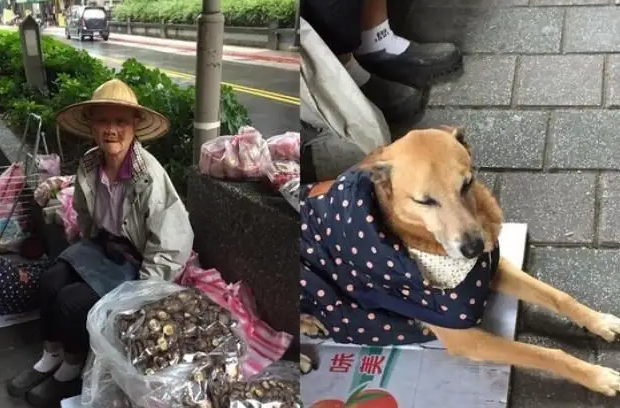 台湾贫困老妇十年喂狗感动千万网民
