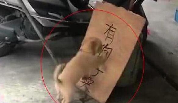 小奶狗知道主人在出售它们,然后就各种捣乱!