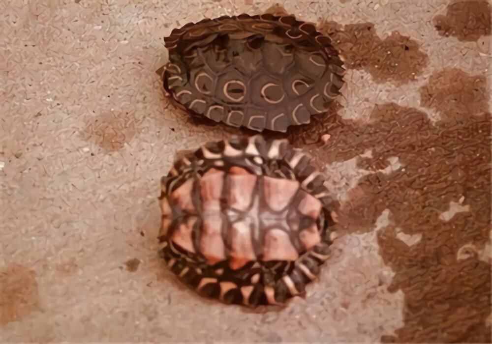 环纹地图龟身份信息