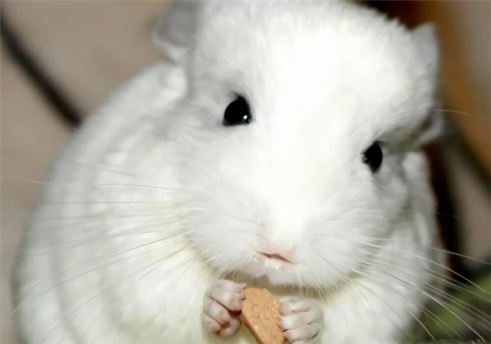 纯白龙猫身份信息