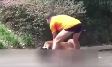“放任”柴犬咬死猫咪引网友声讨
