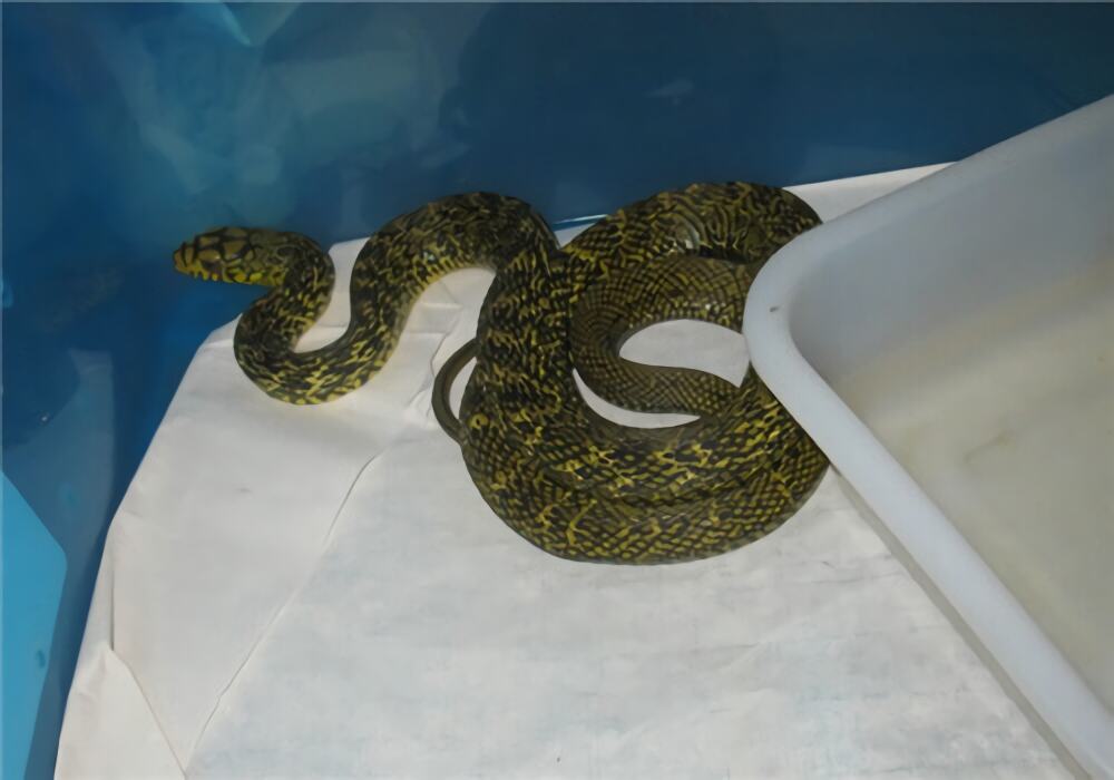 王锦蛇身份信息