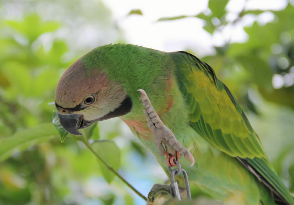 小绯胸鹦鹉身份信息