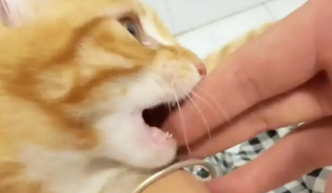 狸花猫趴在院里冷脸看家，看见奶奶后秒变小乖乖