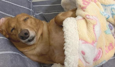 铲屎官挖地自身跳,找来父母照料狗狗,出差回家了后却发觉影响力不保