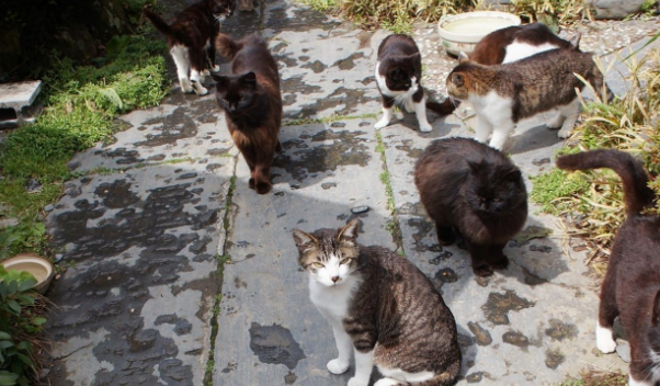 “奇葩”岛屿禁止任何狗上岛，却是猫咪的天堂