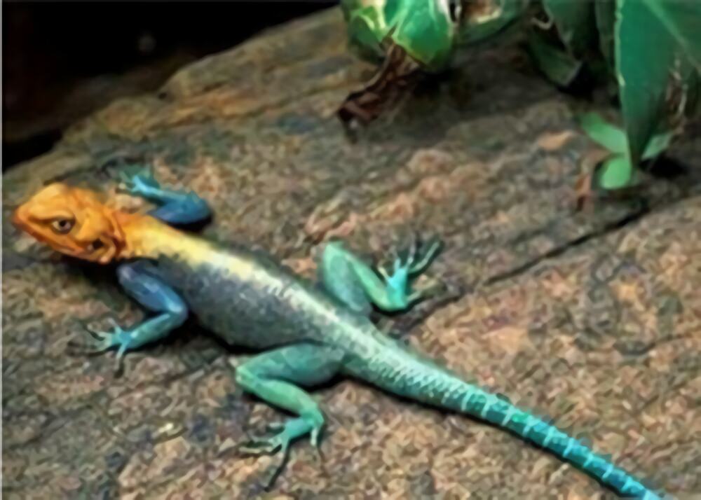 彩虹飞蜥身份信息