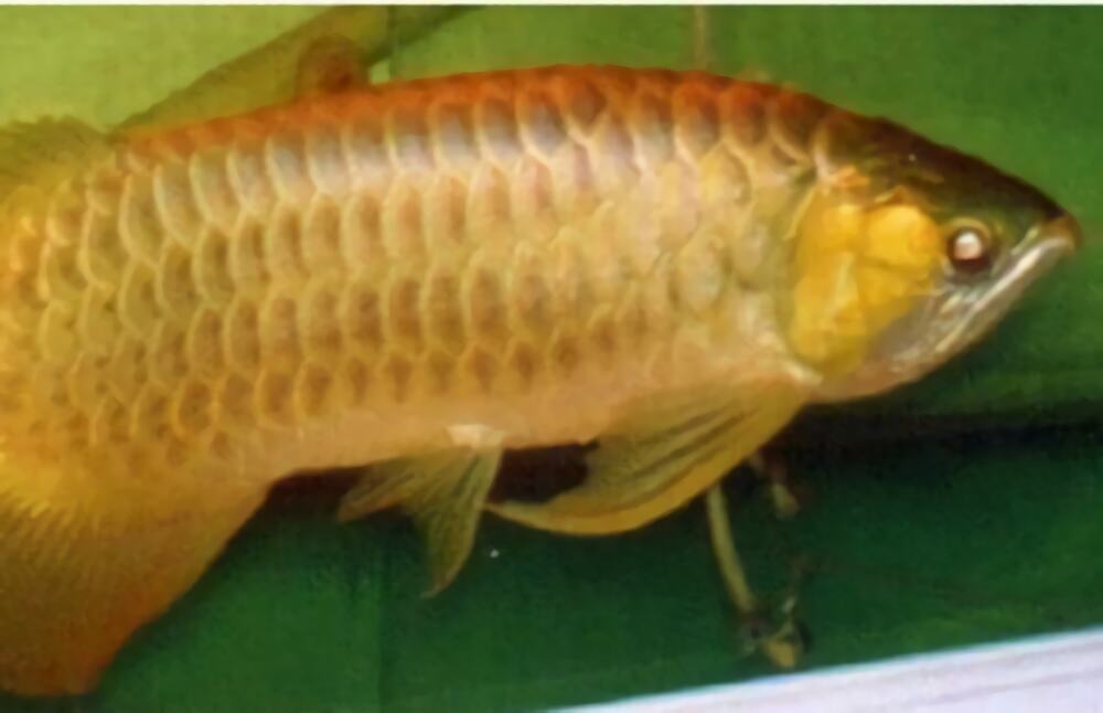 橙红龙鱼身份信息