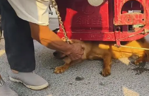 面对350块，狗主亲自把躲进车底的小狗拽出，狗贩：听人劝吃饱饭