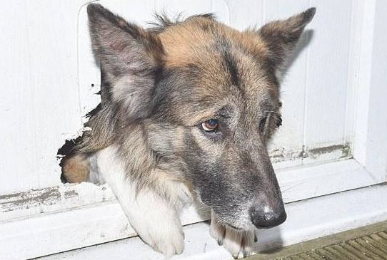 狗狗玩疯后，头被卡入一个洞里，获知实情主人就说承受不住！