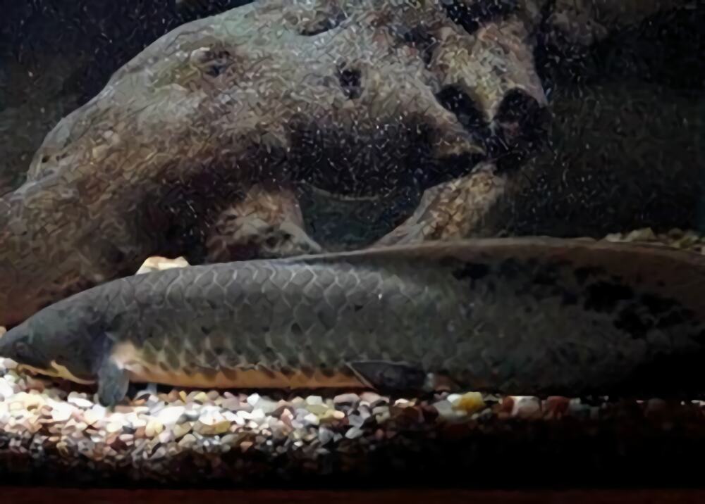 澳洲肺鱼身份信息