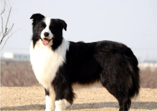 边牧犬全身被砍数十刀,伤口触目惊心,太残忍了!