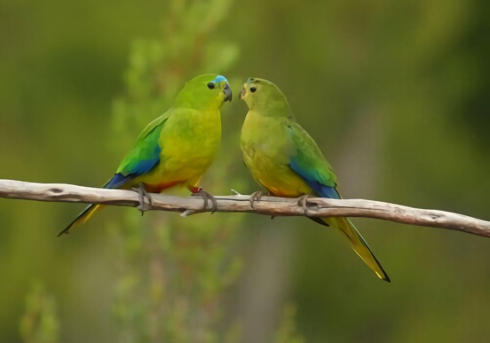 太平洋鹦鹉身份信息