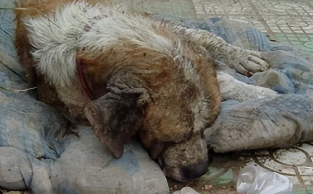 完整还原女子摸狗被咬现场，事情根本不是你想的那么简单