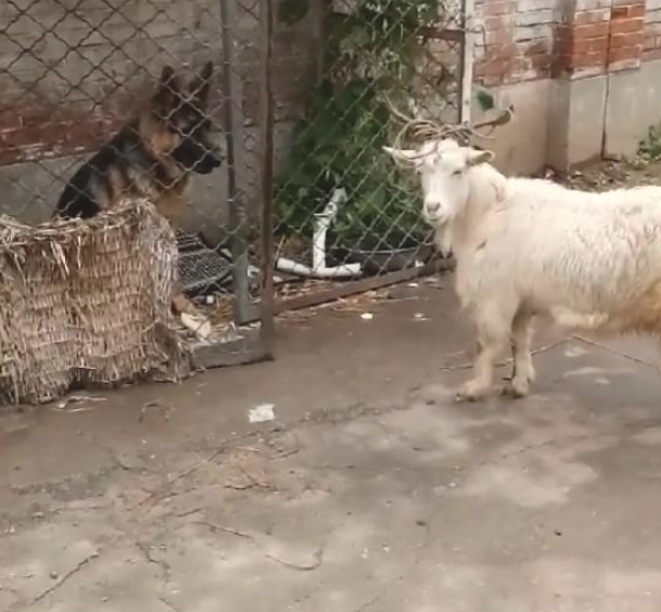 德牧狗狗不是德牧犬吗?现如今却被一只羊吓住