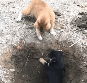 橘猫引诱小奶狗往坑里跳,猫:快来,跳下去就有肉吃