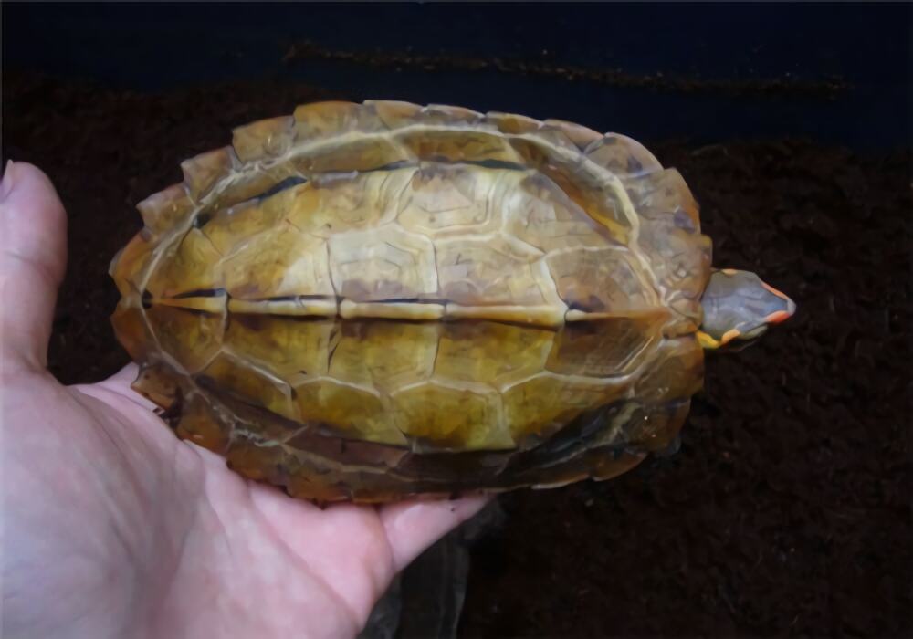 日本地龟身份信息