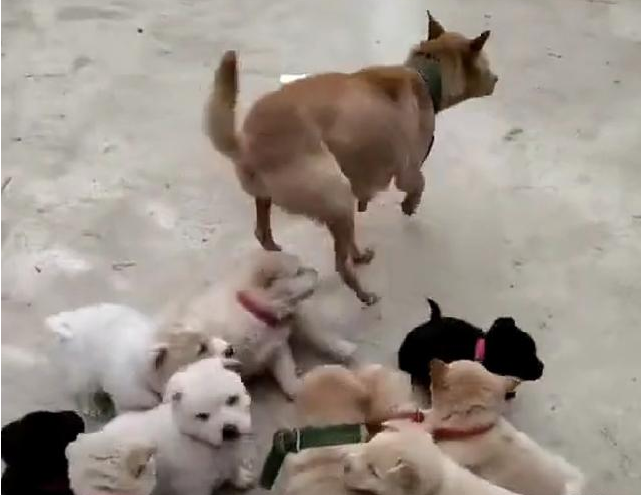 土狗大黄生了一窝小奶狗,连母狗自身都糊里糊涂了,这究竟有几个啊