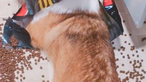 狗狗偷食被揍三耳光，柯基：想喊醒一只吃饱了的狗，不太可能！