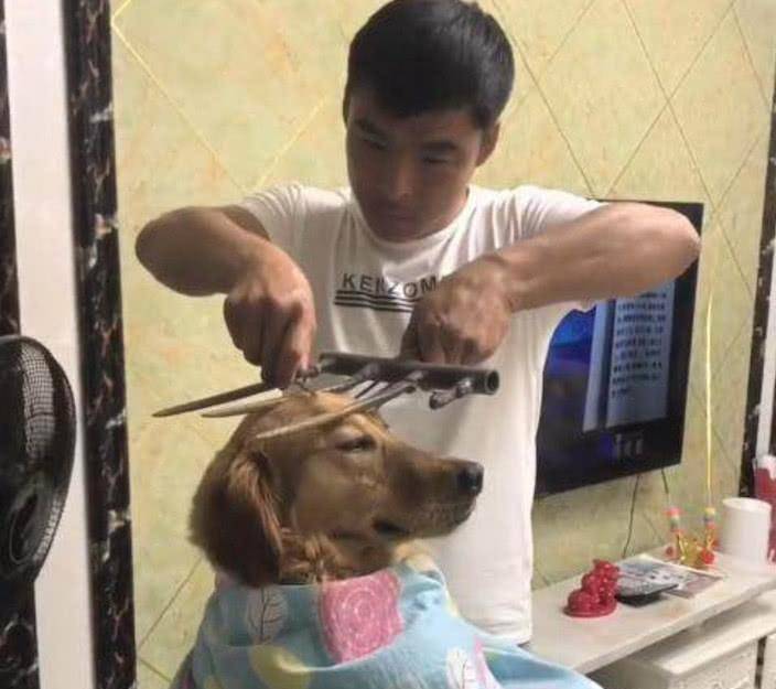 狗狗聪明乖巧善解人意,可惜遇上二货主人,这表情简直绝了