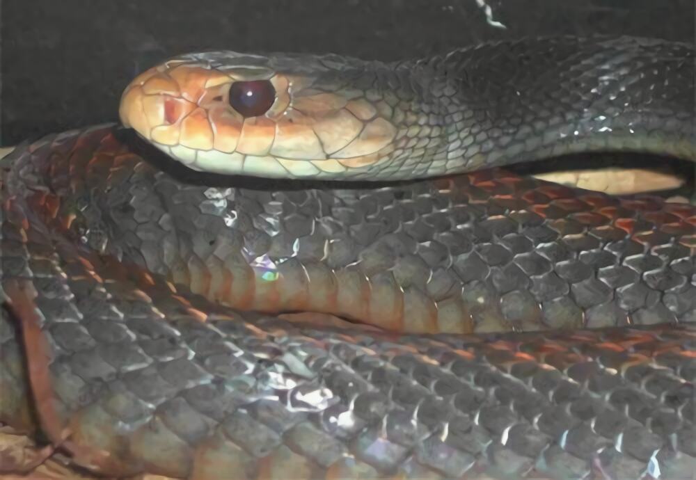 澳洲金刚蛇身份信息