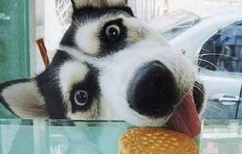 狗狗为偷吃饼干,奉献实力派演技,厉害了!