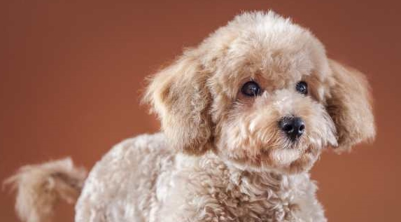 一只3年没冼澡的泰迪，有一些狗，真不适宜在农村养