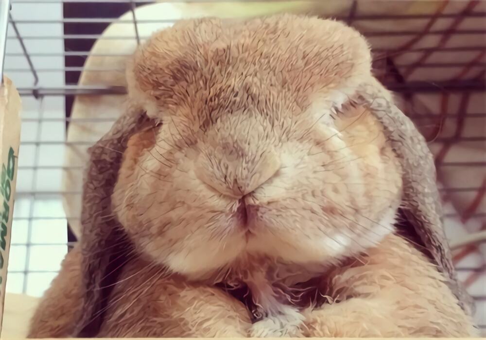 垂耳兔身份信息