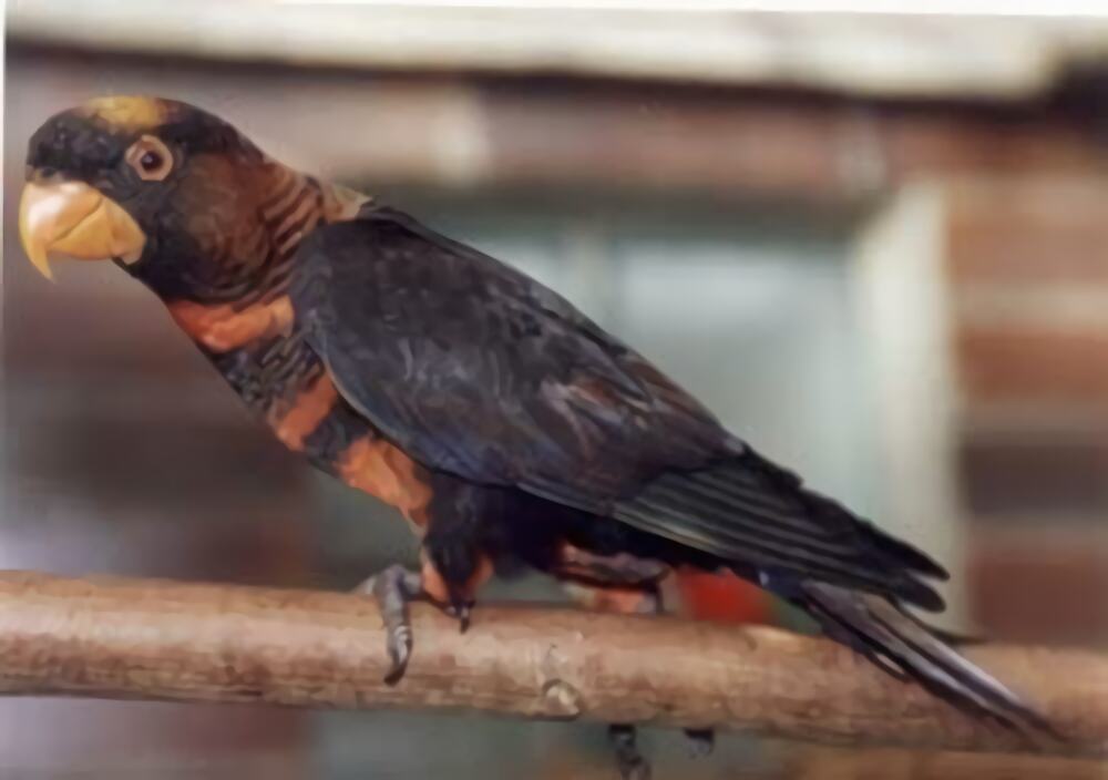 暗色吸蜜鹦鹉身份信息