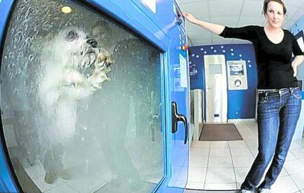 法国惊现洗狗机 吸引了大批的爱狗人士