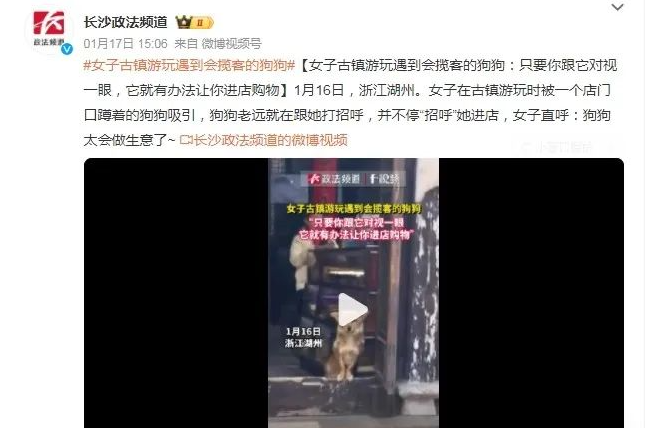 女子古镇游玩遇到会揽客的狗狗 不停“招呼”她进店