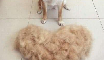 只是习惯性的给家里的柴犬梳毛,没想到给自己梳出了件狗毛大衣