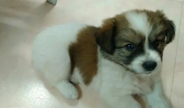 路边捡到了只流浪狗,原以为是只蝴蝶犬,结果长成了这样