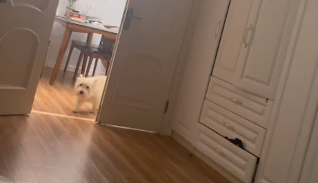 主人生病躺着,狗狗还以为死了在客厅哀嚎