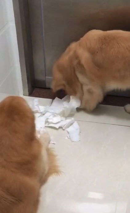 金毛犬被罚坐尿盆面壁露无辜脸 网友见身后“尸体堆”爆笑